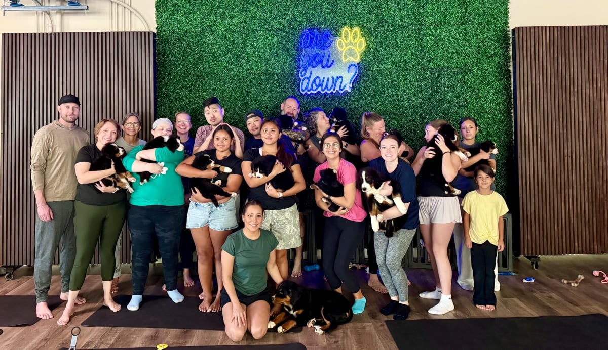 Private group celebrating with Bernese Mountain Dog puppies at Downward Dog Puppy Yoga