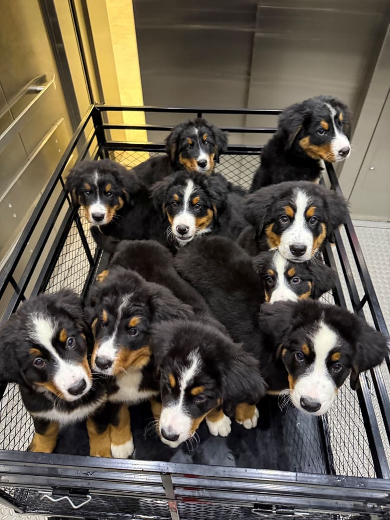 Group of Bernese Mountain Dog puppies together before a puppy yoga session