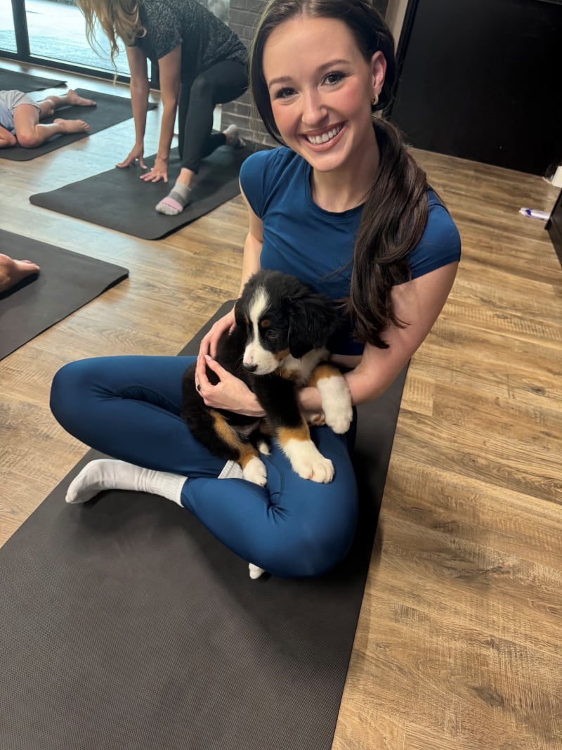 Bernese Mountain Dog puppies during a supervised puppy yoga class