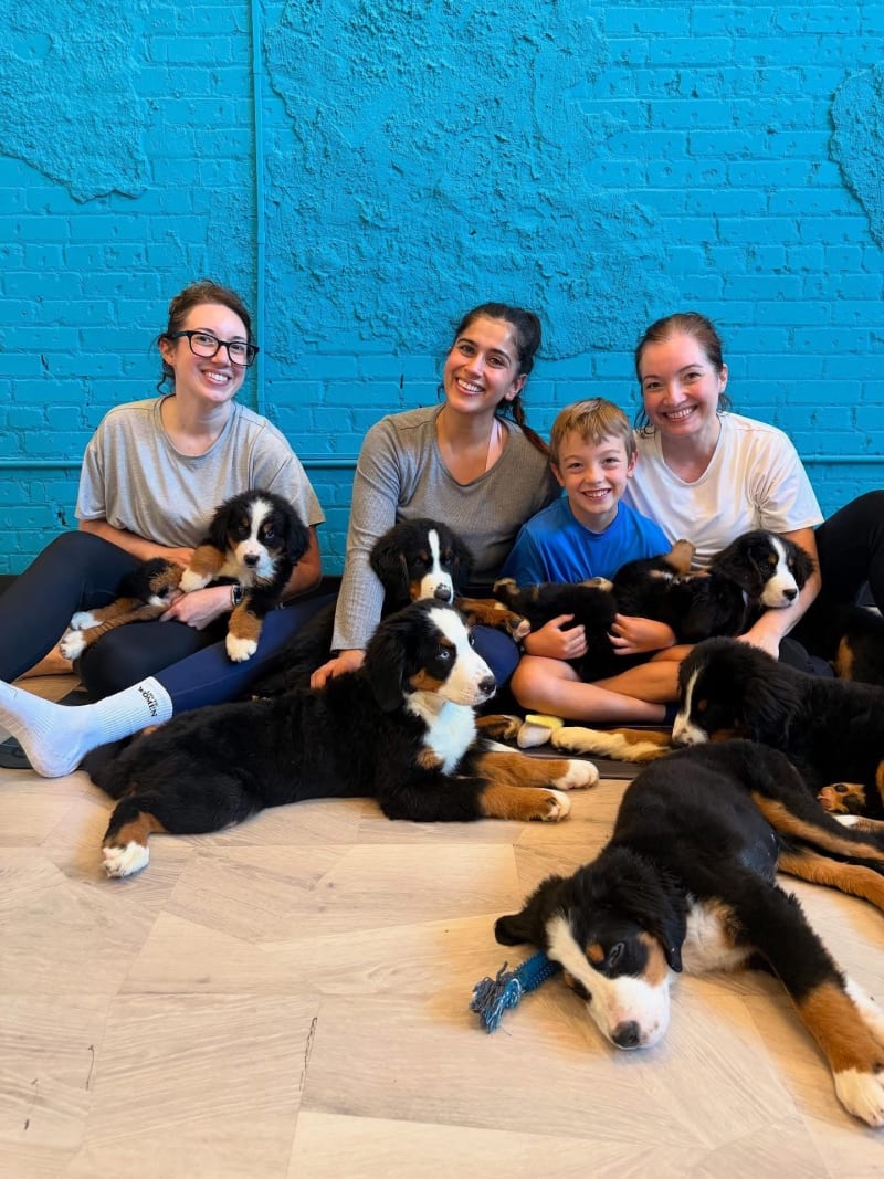 Yoga class with Bernese Mountain Dog puppies at Grandscape studio in The Colony, Texas