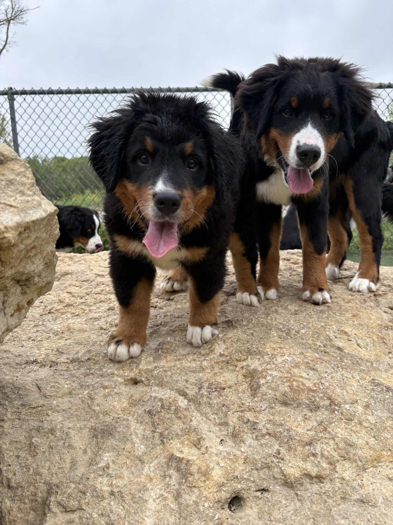 Bernese Mountain Dog puppy from Riverside Berners