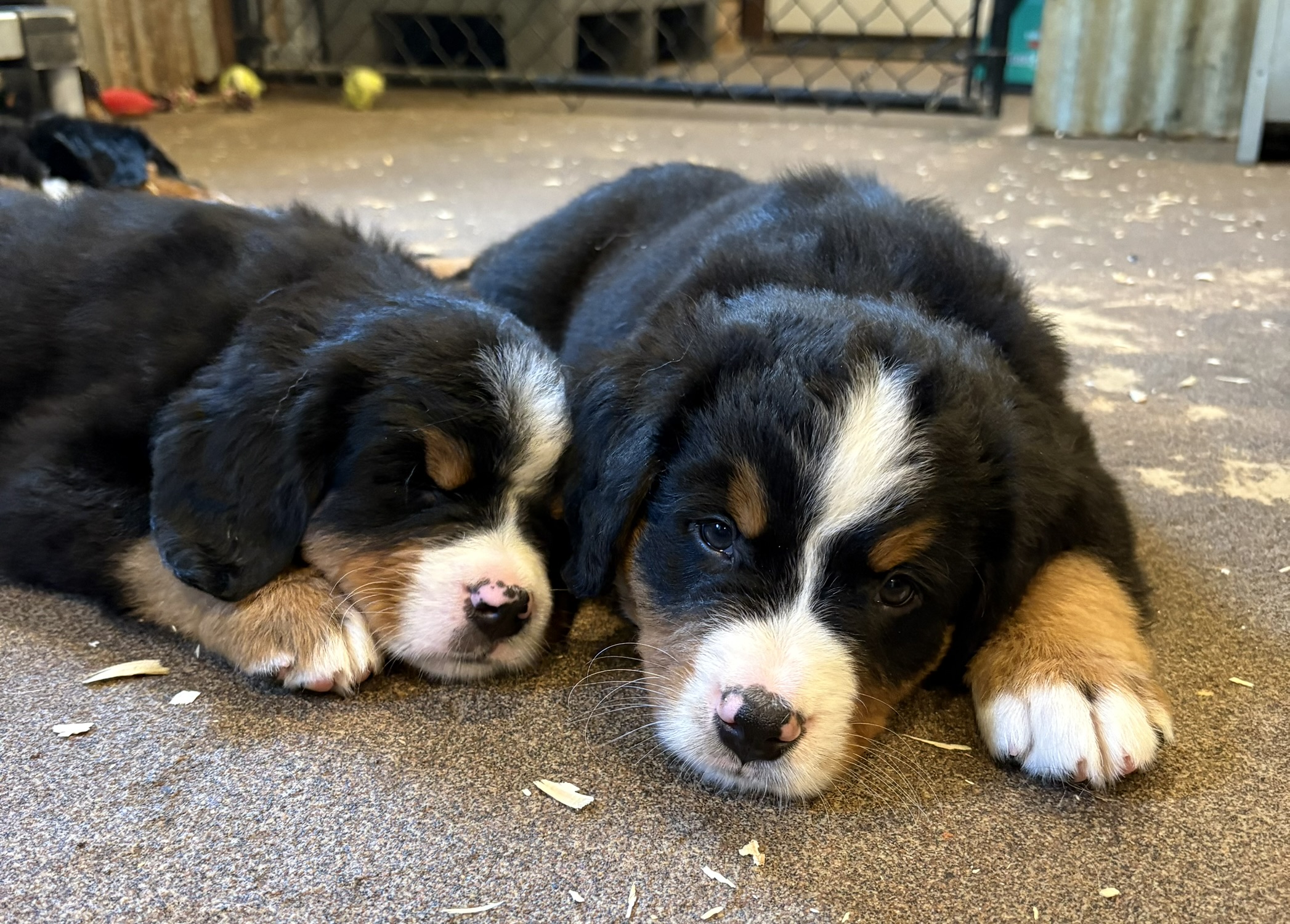 Bernese Mountain Dog puppies during a supervised puppy yoga class
