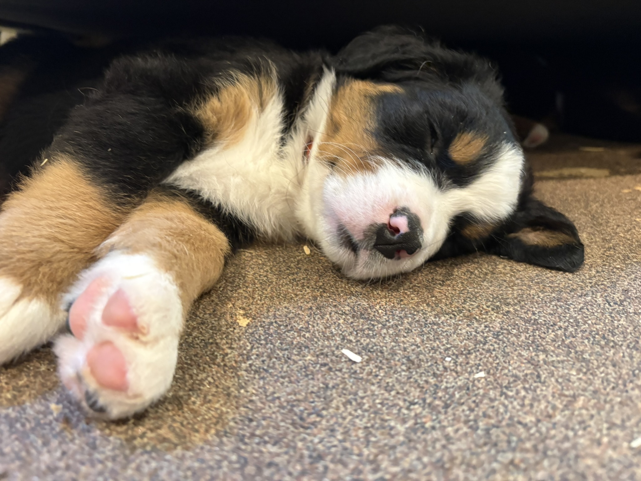 Bernese Mountain Dog puppies resting together at Downward Dog Puppy Yoga