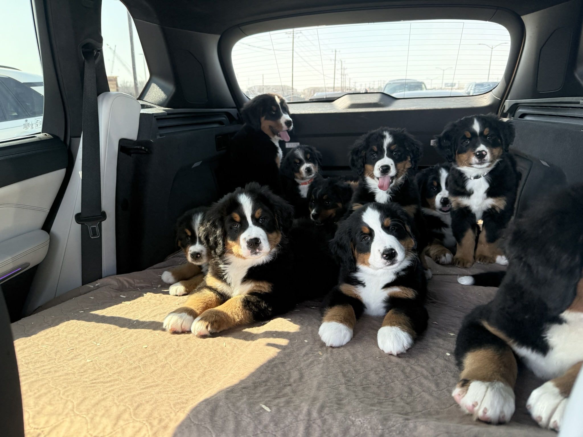 Bernese Mountain Dog puppies from Riverside Berners