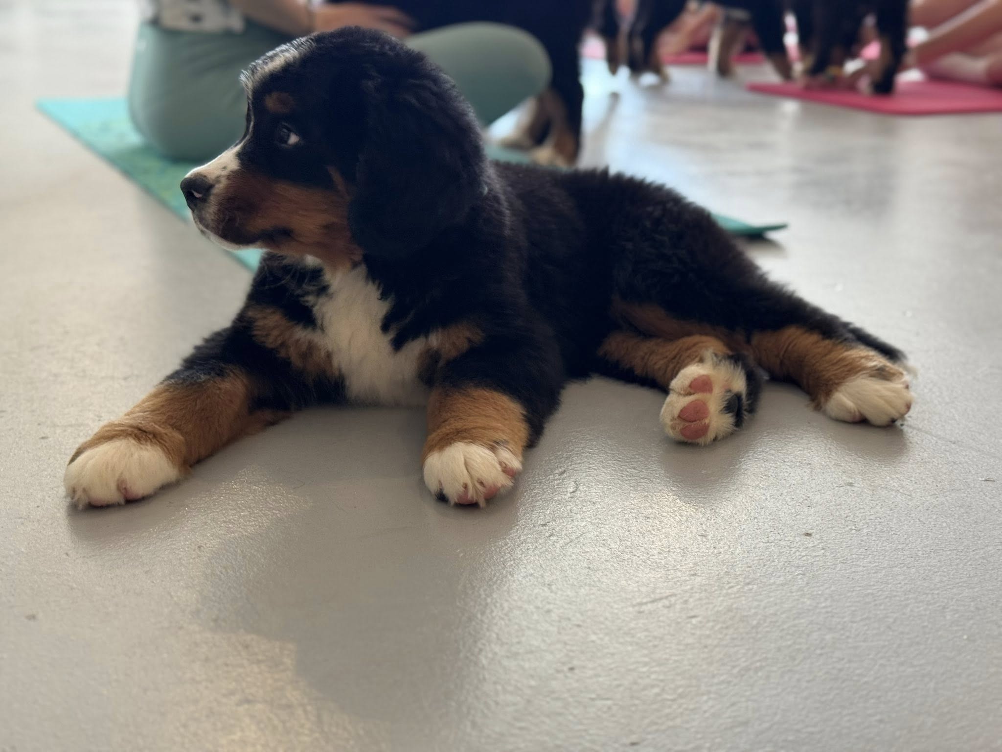 Bernese Mountain Dog puppy resting during puppy yoga at Grandscape