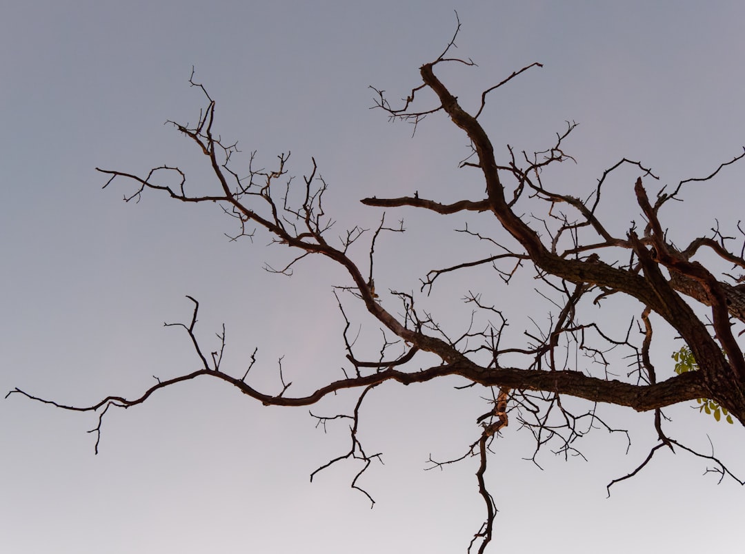 Bare tree branches forking against a plain sky, representing database branches splitting off from a single parent