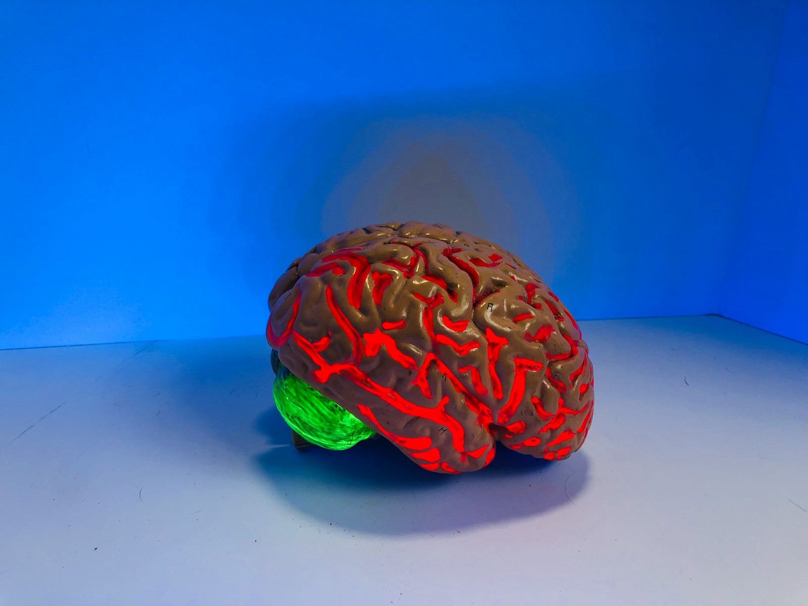 A glowing anatomical brain figurine lit in red and green against a plain blue background