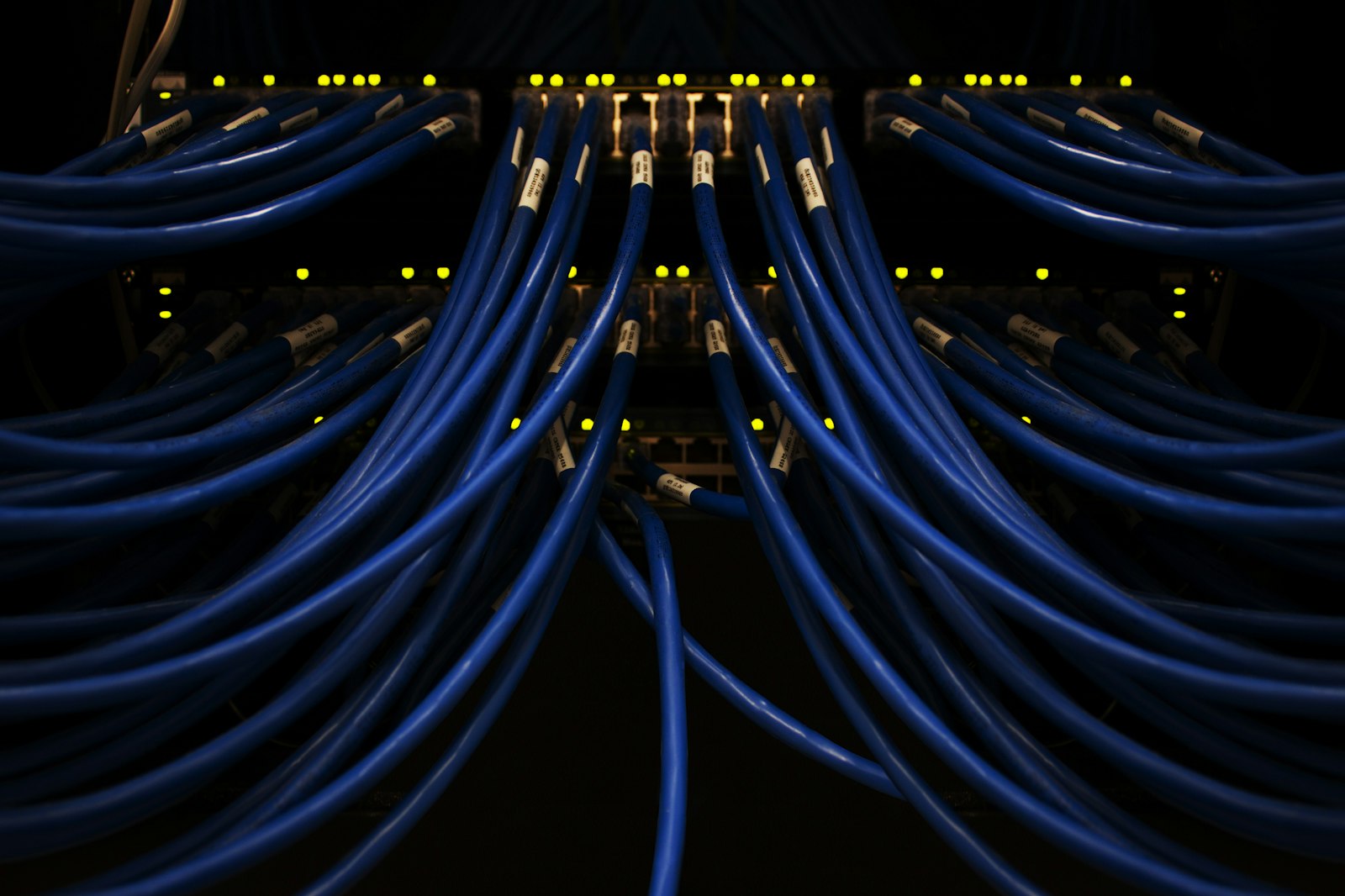 A dense bundle of blue network patch cables plugged into a server rack switch