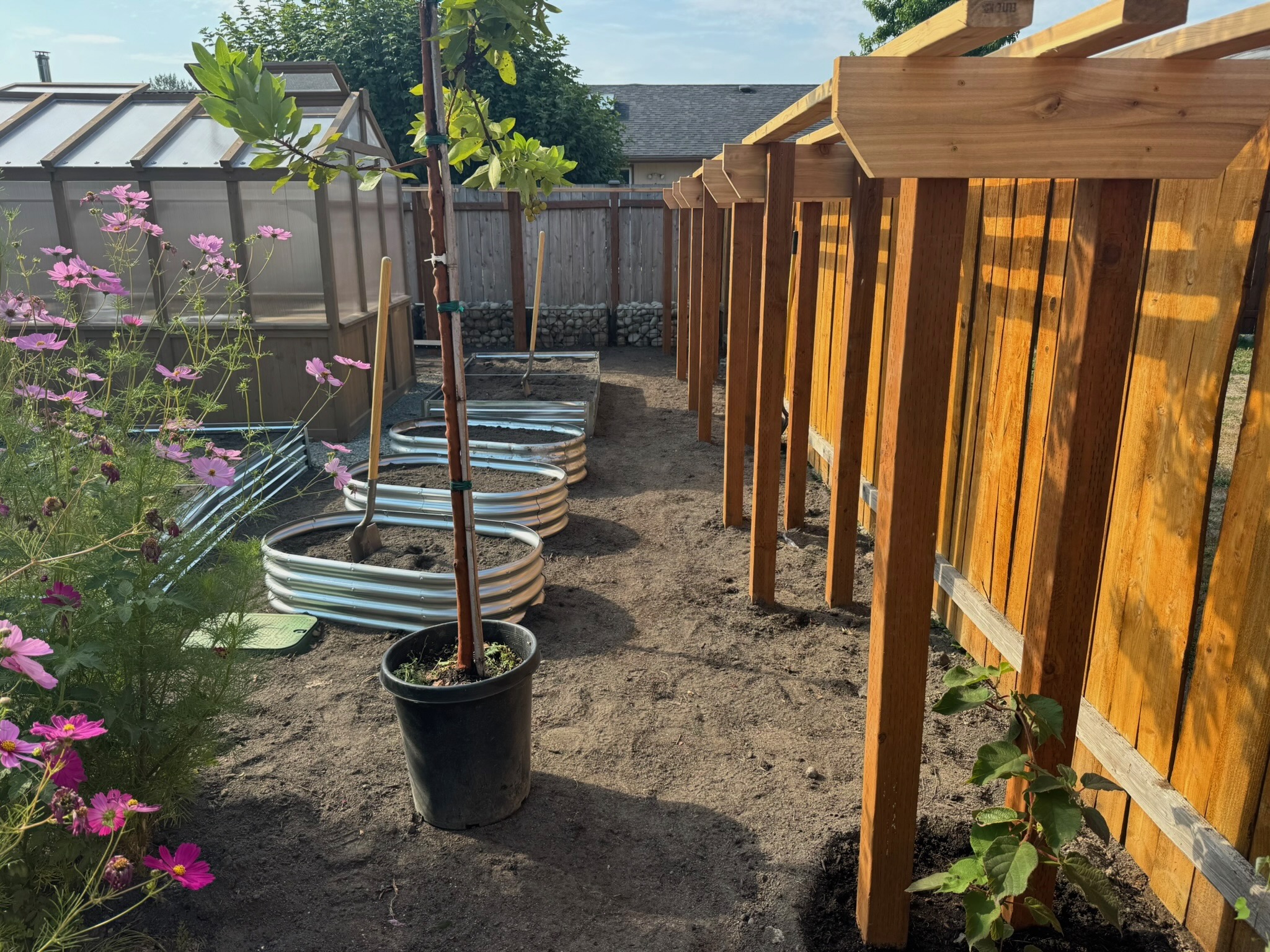 Todd's Nursery garden with pergola, cosmos flowers, and raised beds in Puyallup, WA