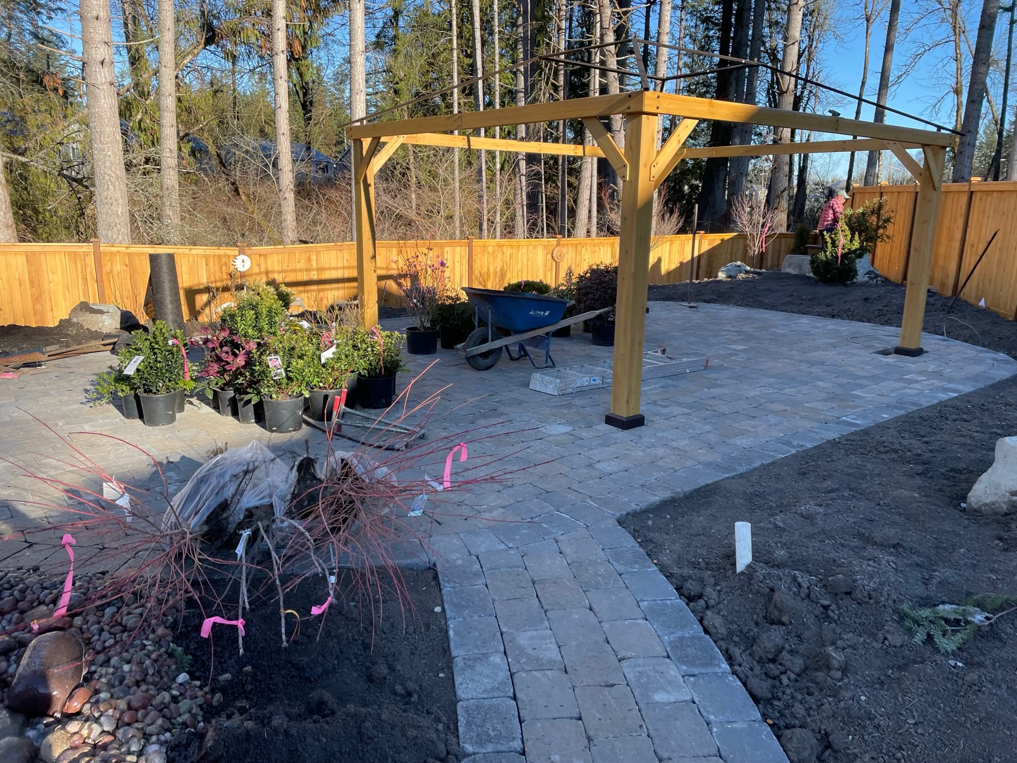 Patio with pergola, pavers, and plants at Todd's Nursery in Puyallup, WA