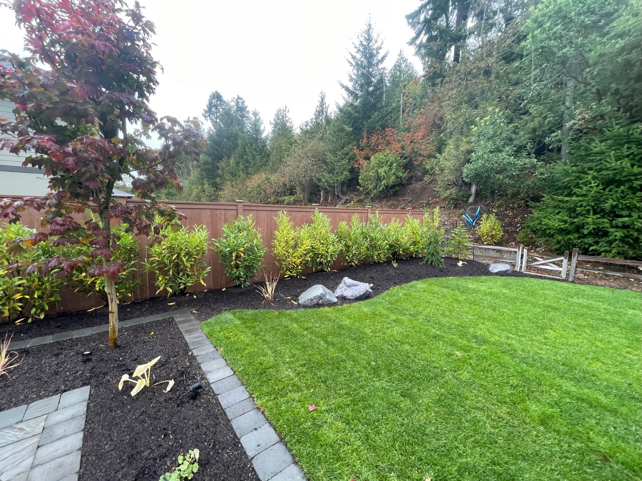 Lush backyard garden with maple tree, laurel hedges, and lawn by Todd's Nursery in Puyallup, WA