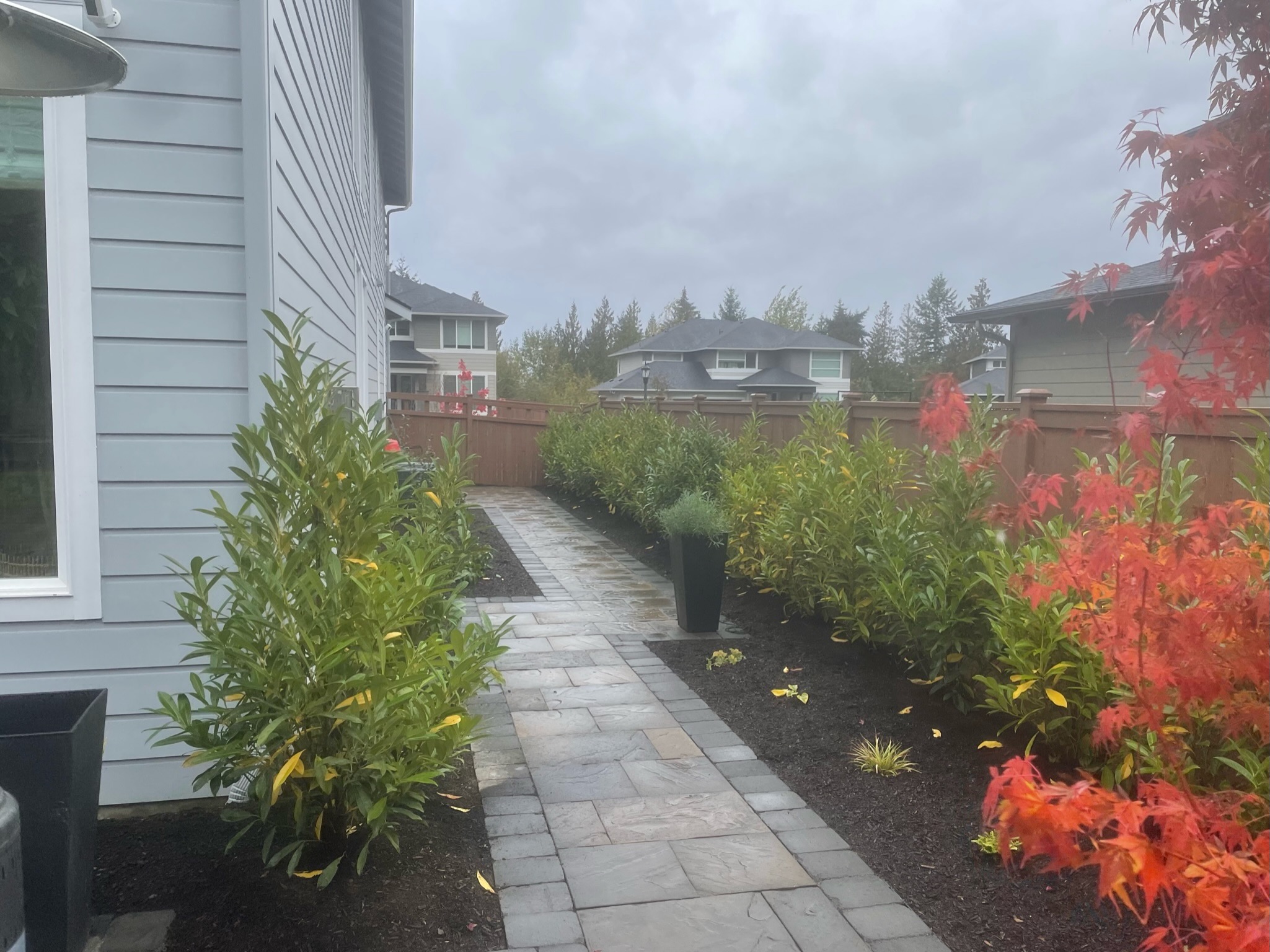 Patio with laurel hedges and red maple at Todd's Nursery, Puyallup, WA
