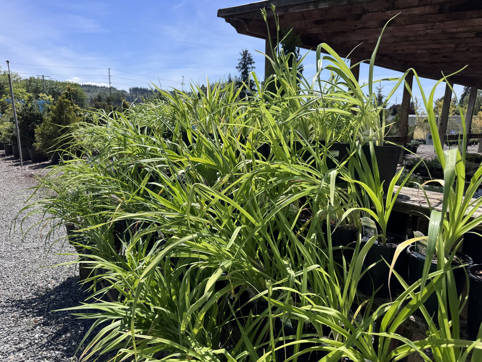Todd's 7-acre garden nursery in the Orting Valley near Puyallup