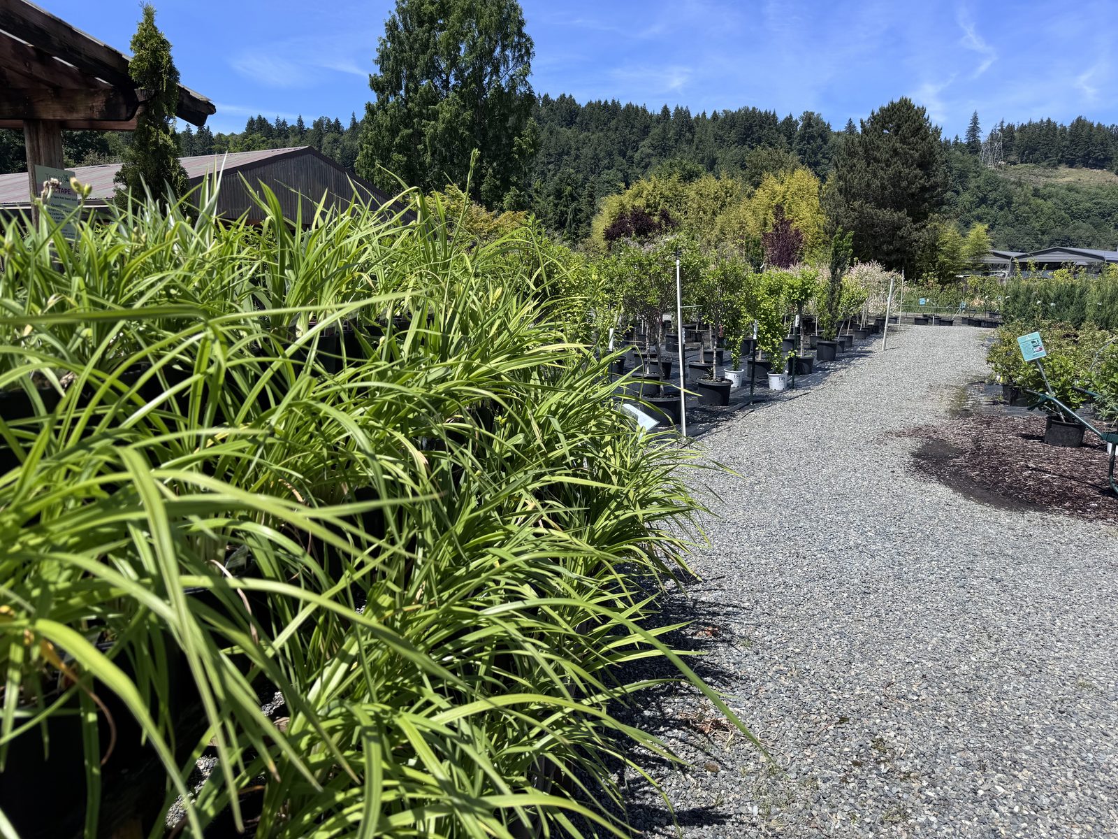 Todd's 7-acre garden nursery in the Orting Valley near Puyallup