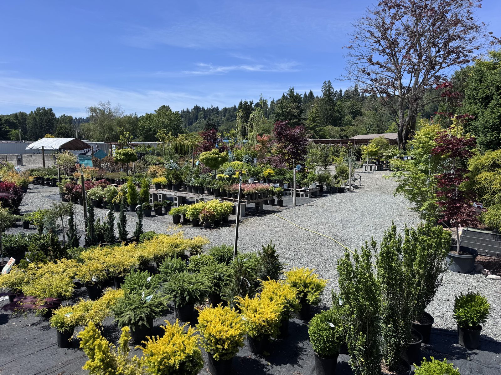 Todd's 7-acre garden nursery in the Orting Valley near Puyallup