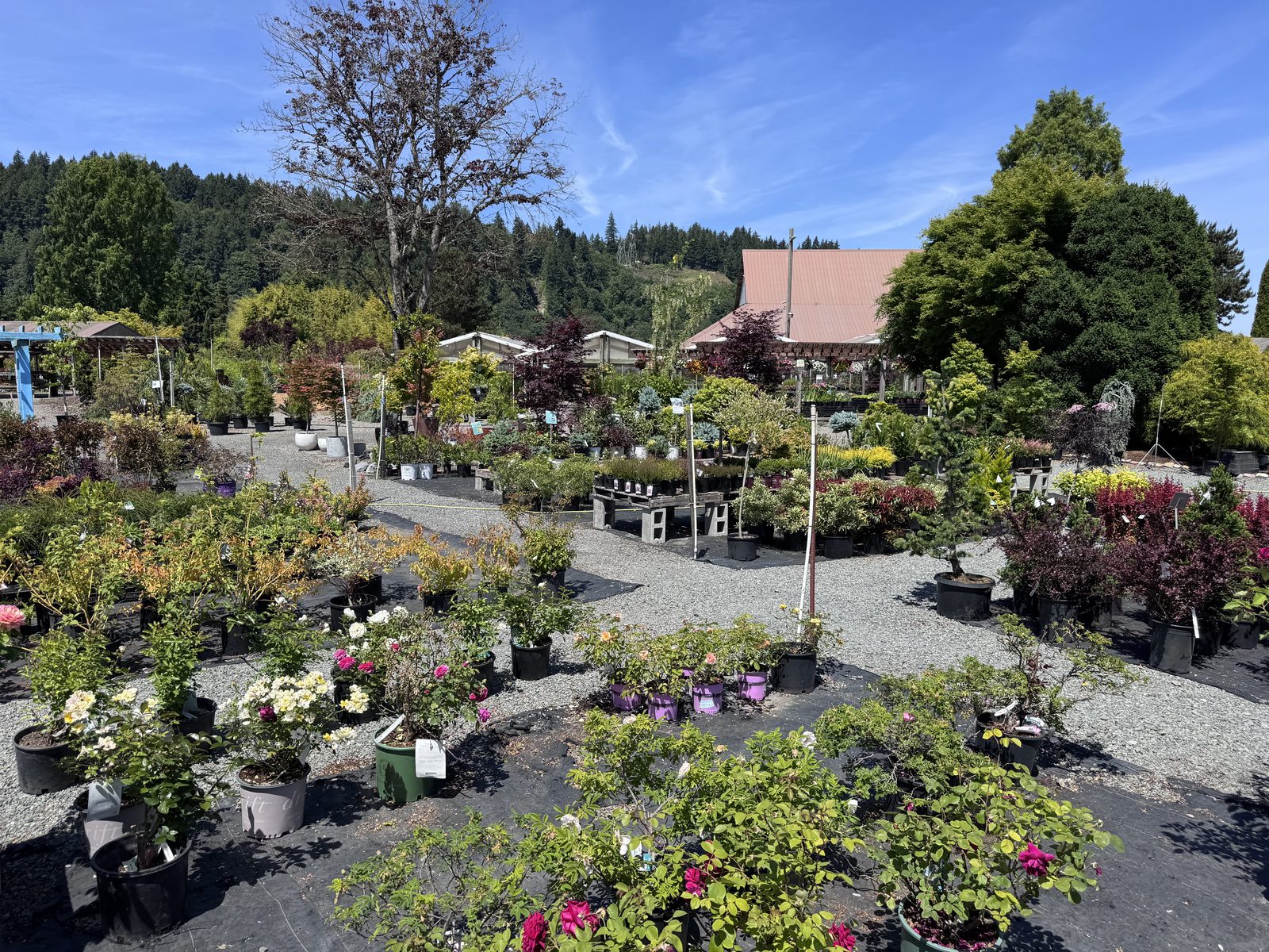 Todd's 7-acre garden nursery in the Orting Valley near Puyallup