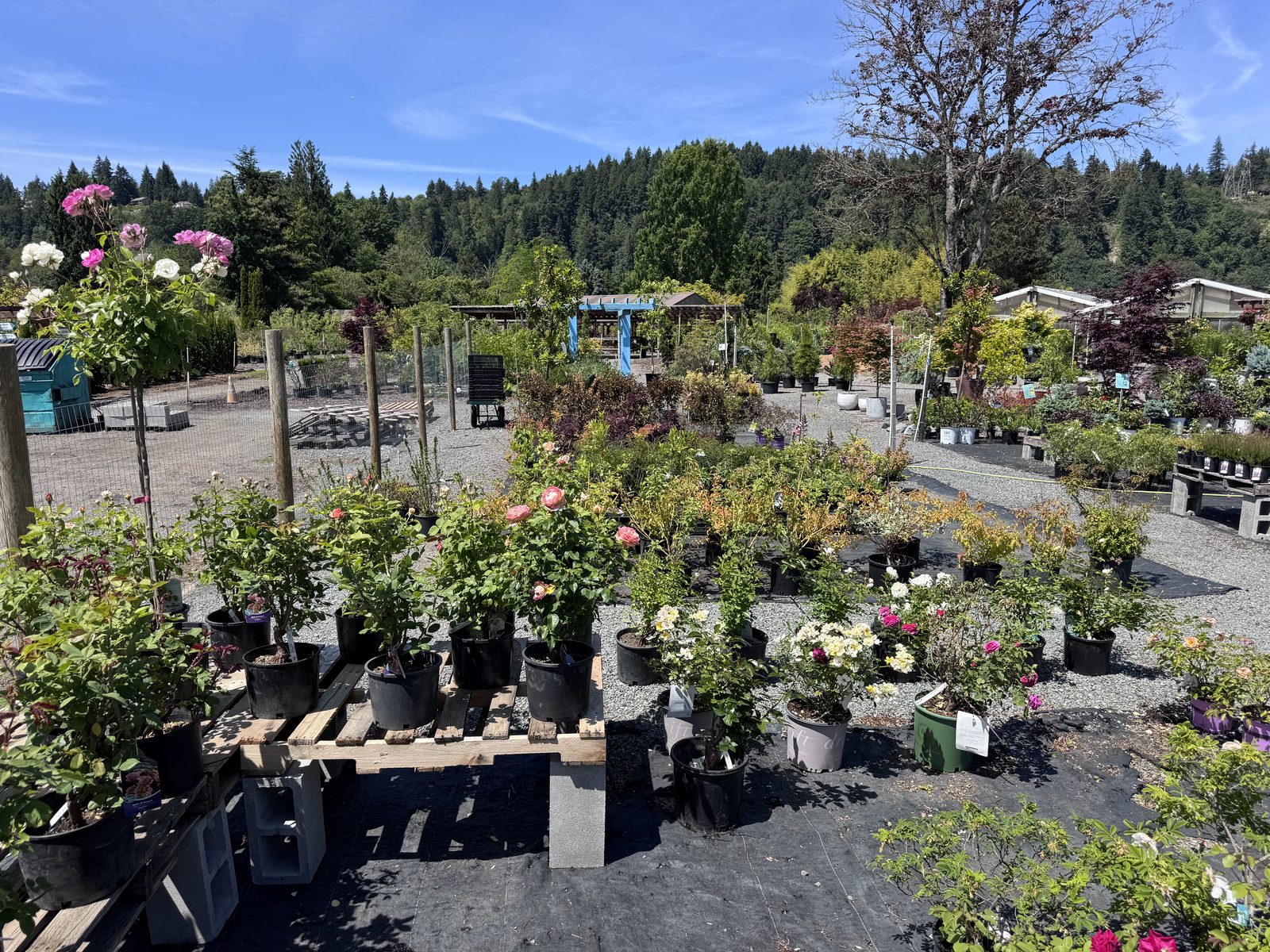 Todd's 7-acre garden nursery in the Orting Valley near Puyallup