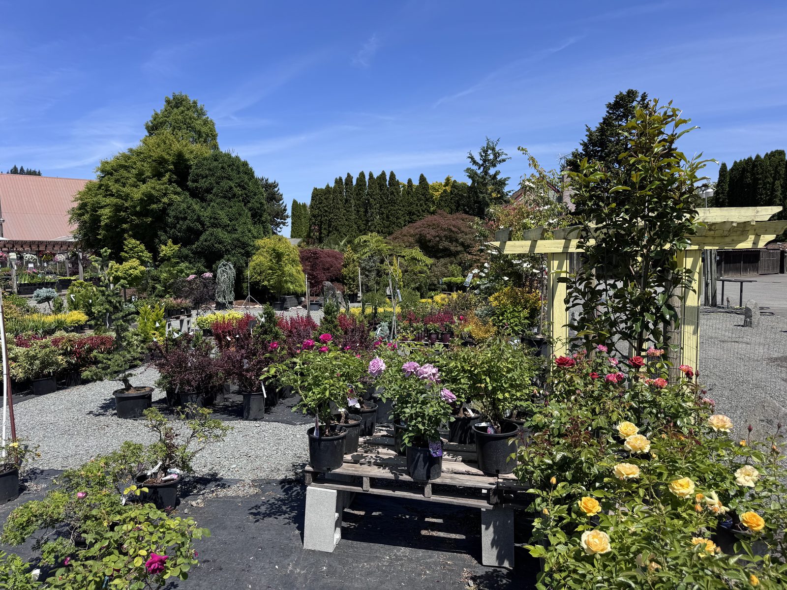 Todd's 7-acre garden nursery in the Orting Valley near Puyallup