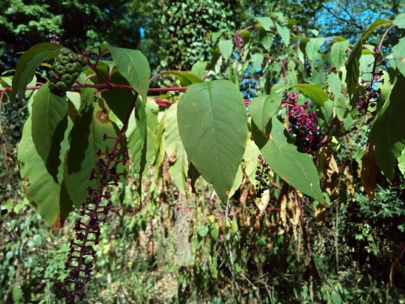 Latta University Historic Park