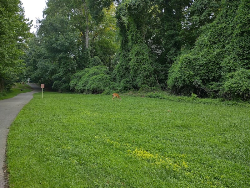 Greenway Trail North Hills