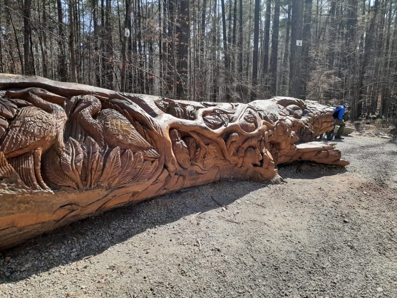 Umstead Sycamore Trail