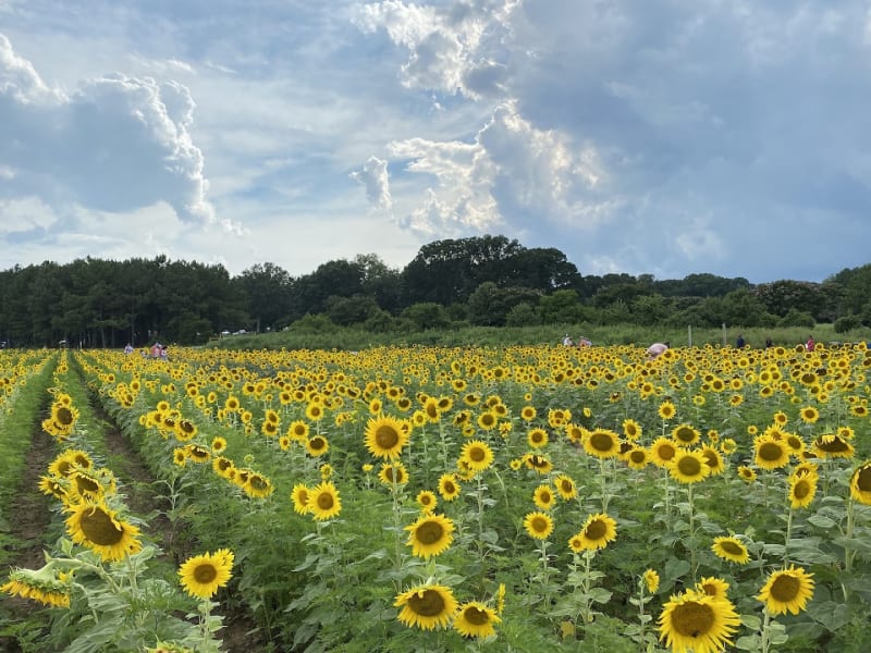 Sunflower Field at Dix Park