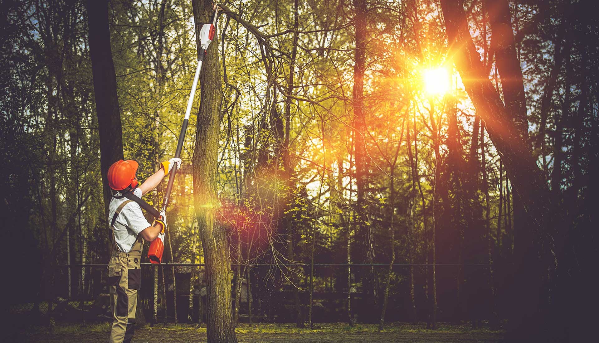 Daryl's Tree Care Tree Removal & Tree Cutting Melbourne