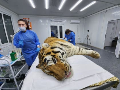 В Приморье доставили тигра пострадавшего от браконьеров