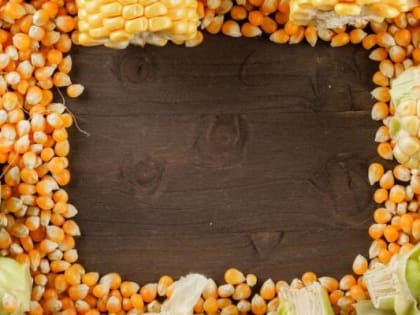 Летние паводки не помешали урожайности кукурузы в Приморье