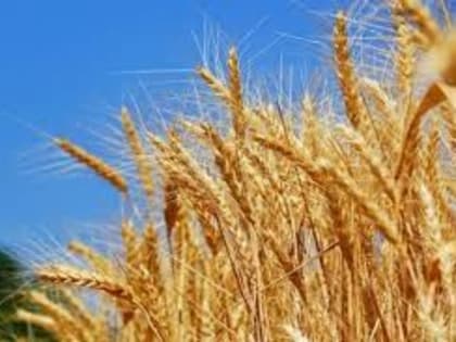 Площади под пшеницей в США увеличатся на 9%