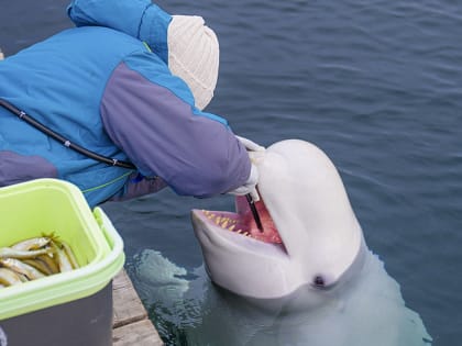 Уникальное оборудование для лечения морских животных приобрел один из стивидоров в Приморье