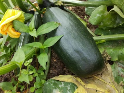 Сельхозпроизводителей Приморья освободили от налога