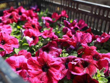 Благоустройство парка «Восток» в Арсеньеве завершено