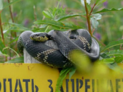 Змея укусила смельчака во Владивостоке