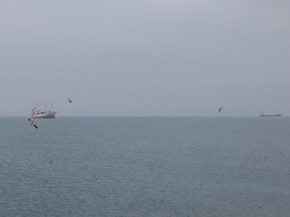 Вылов иваси в районе Южных Курил набирает обороты