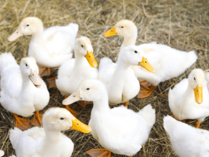 Начинающих фермеров Приморья поддержат грантами