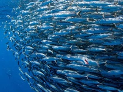 Санкции против России помешали японцам ловить рыбу в районе Южных Курил