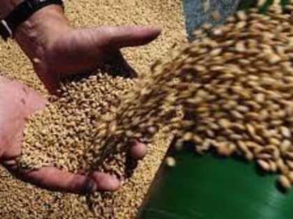 Россия в этом году рассчитывает начать поставки зерна в КНДР