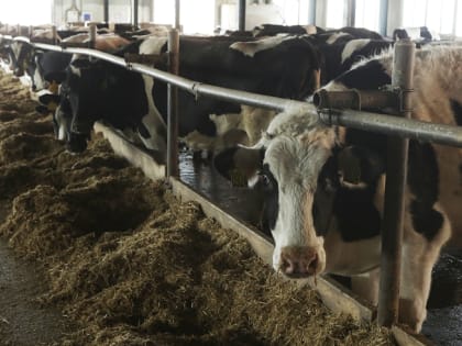 Мясное производство выросло в Приморье в 2,8 раза. СТАТИСТИКА