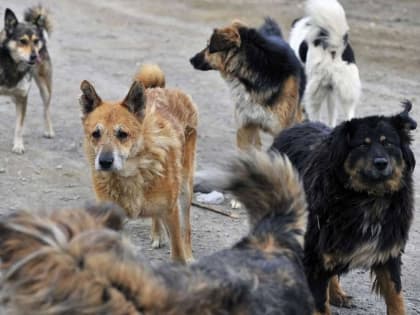 Специалисты повторяют: прикармливать безнадзорных собак - опасно