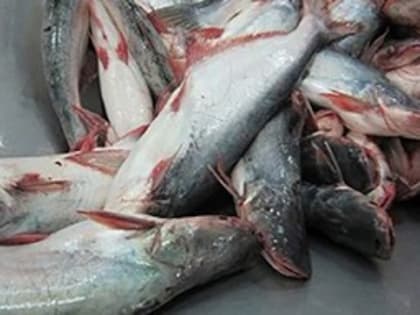 Экспорт пангасиуса из Вьетнама за первые 4 месяца 2023 года снизился на многих рынках