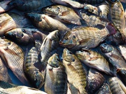 Снижение цен на тилапию в Бразилии продолжается