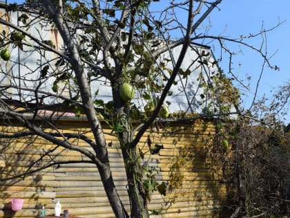 Необычные кавбузи: арбузы, растущие на деревьях