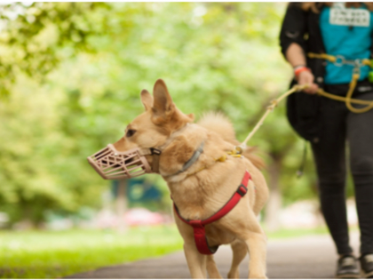 ПРАВИЛА  НАХОЖДЕНИЯ ДОМАШНИХ ЖИВОТНЫХ В ОБЩЕСТВЕННЫХ МЕСТАХ