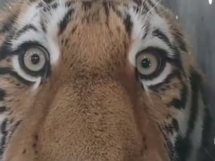 В Приморье отловили тигра, съевшего семь собак — видео