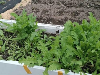 Приморец культивировал незаконные растения