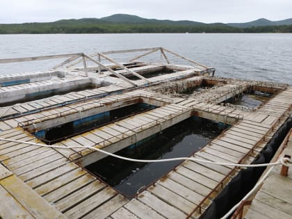 30 тонн осетровых рыб вырастили предприятия Приморского края в 2022 году