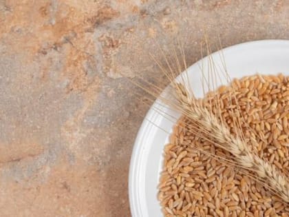 Хлебные клещи обнаружены в партии овса приморского производителя