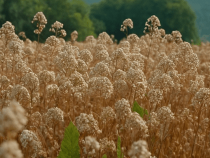 В России ожидается подорожание гречки