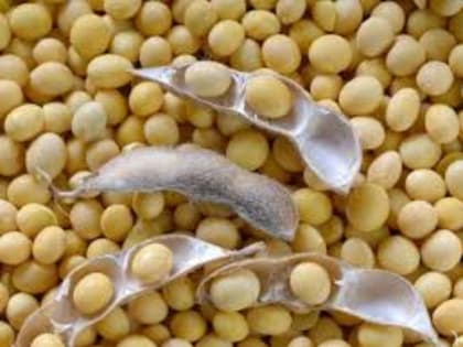 Импорт сои в Китай пострадал от ужесточения таможенных проверок